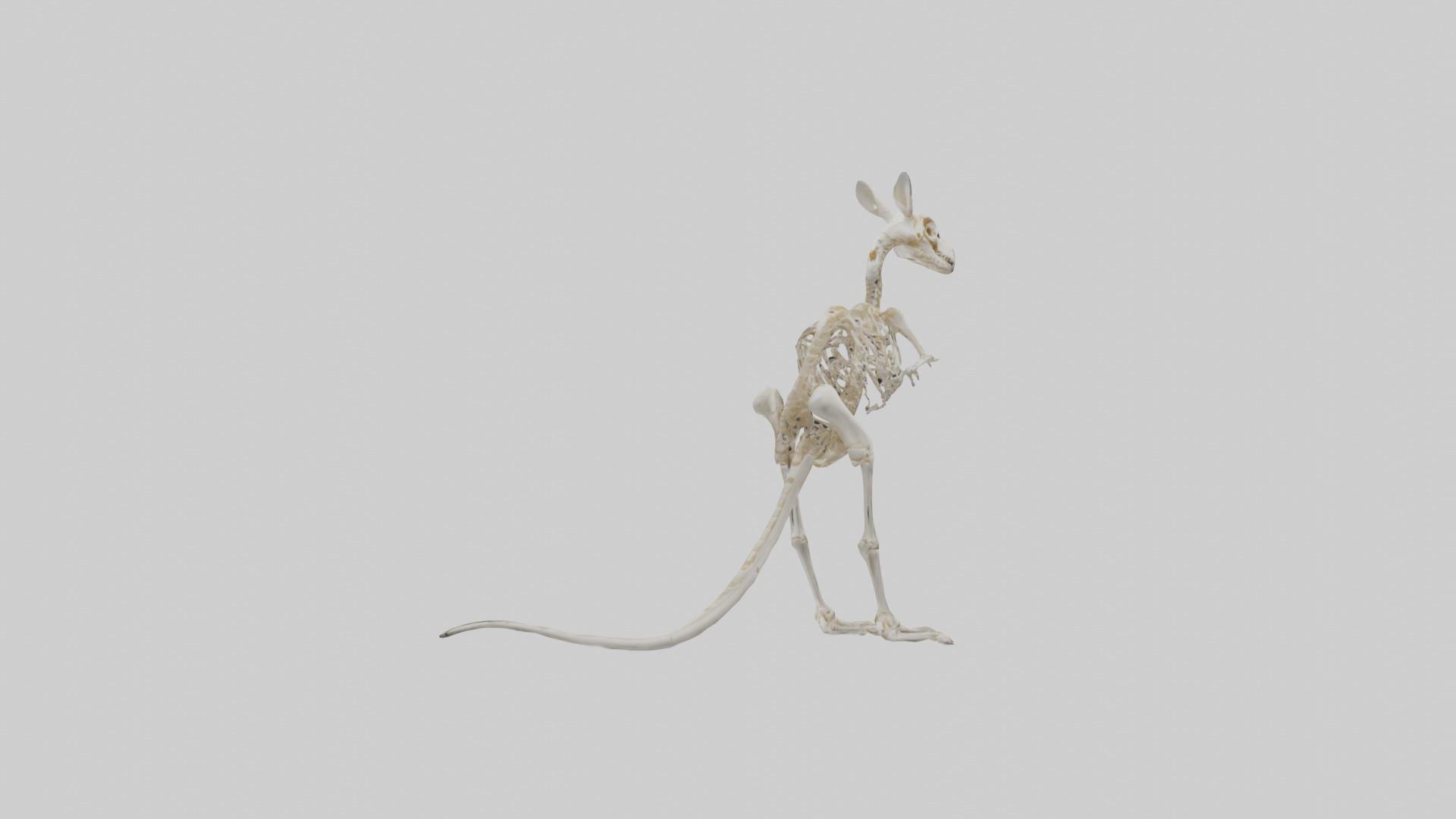 Kangaroo Skeleton model Low-poly 3D model_9