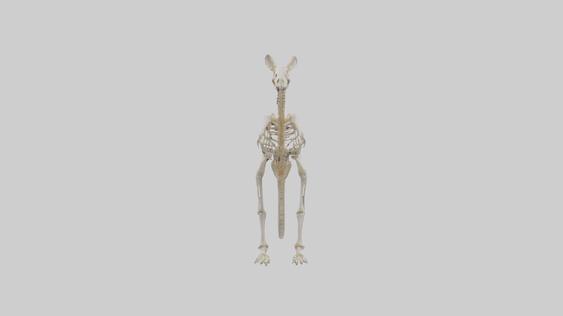 Kangaroo Skeleton model Low-poly 3D model_2