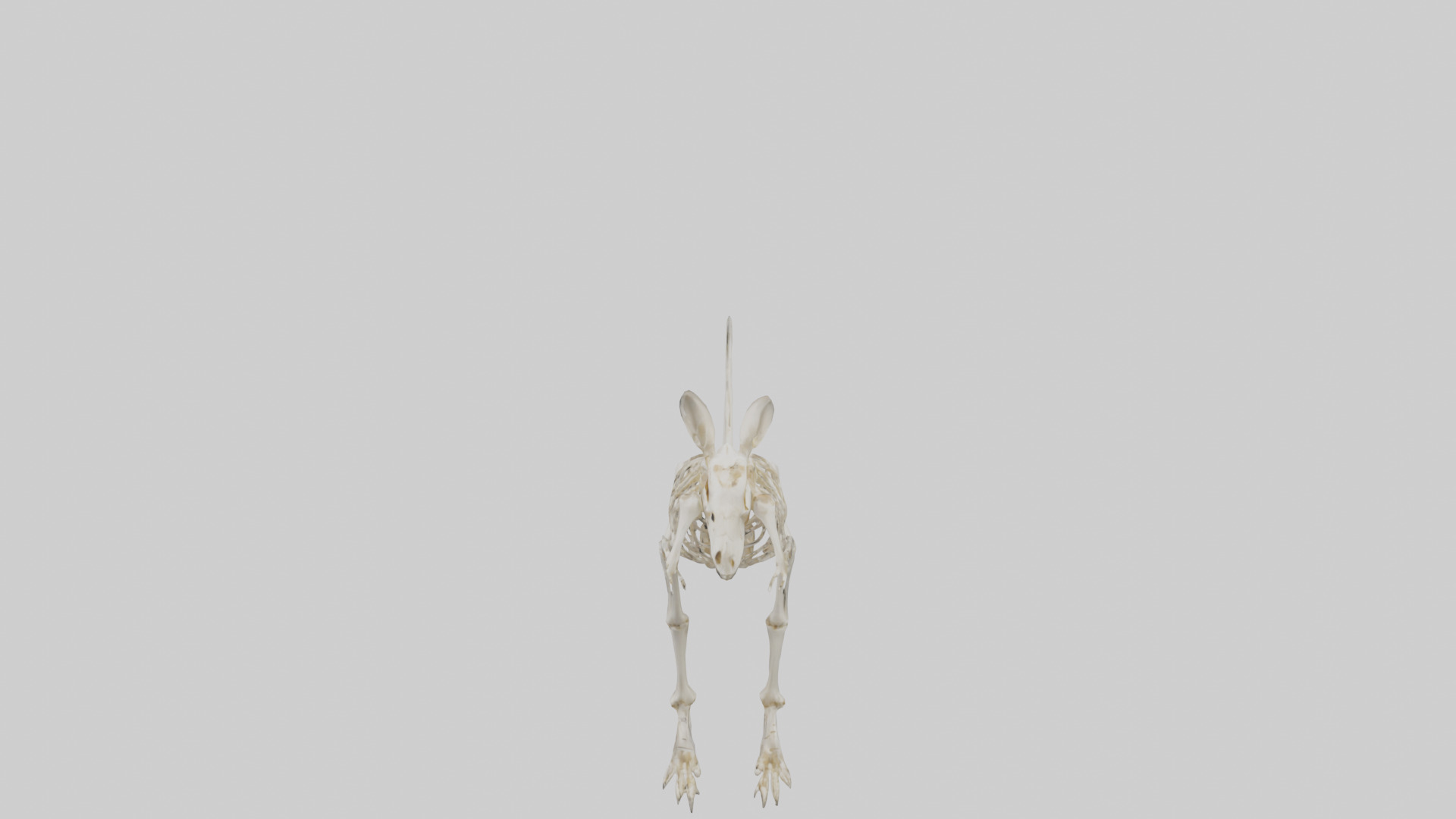 Kangaroo Skeleton model Low-poly 3D model_15
