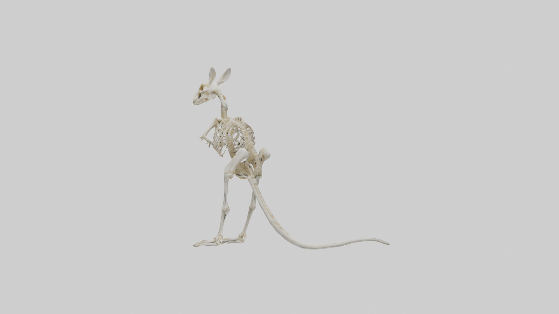 Kangaroo Skeleton model Low-poly 3D model_8