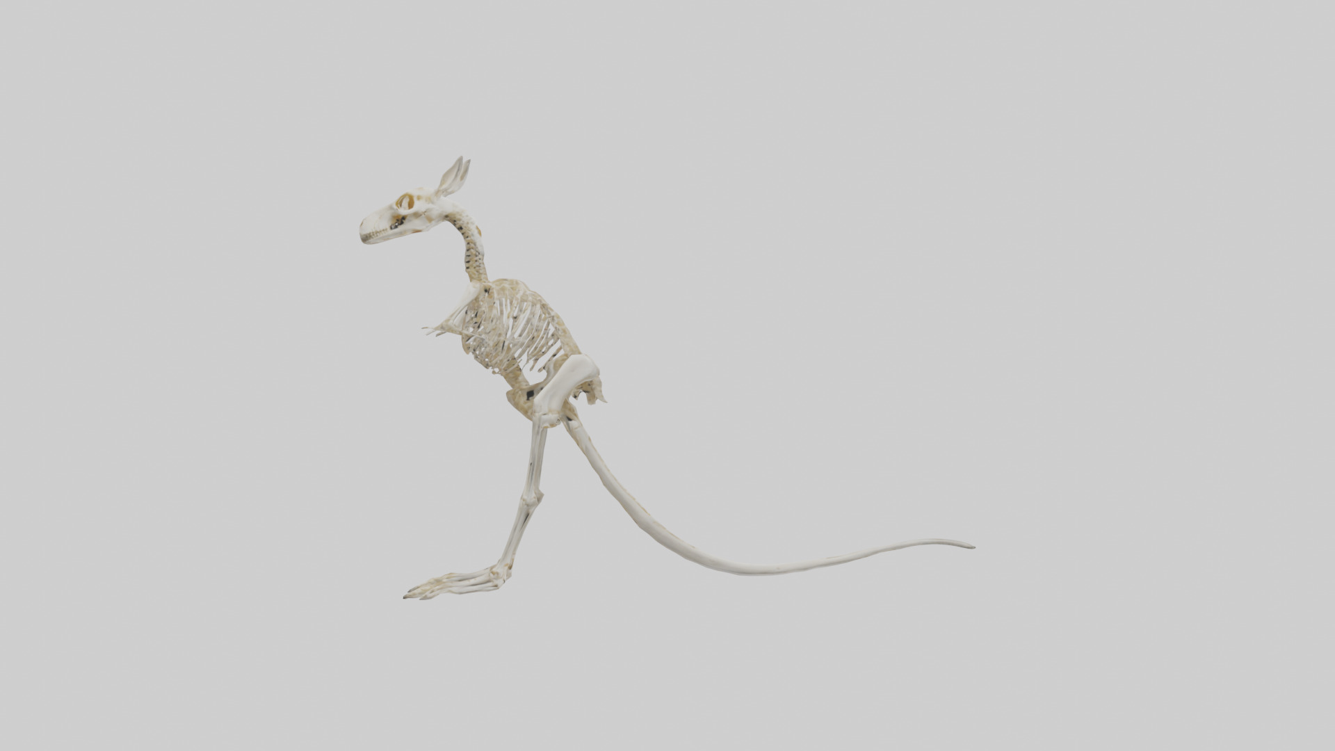 Kangaroo Skeleton model Low-poly 3D model_13
