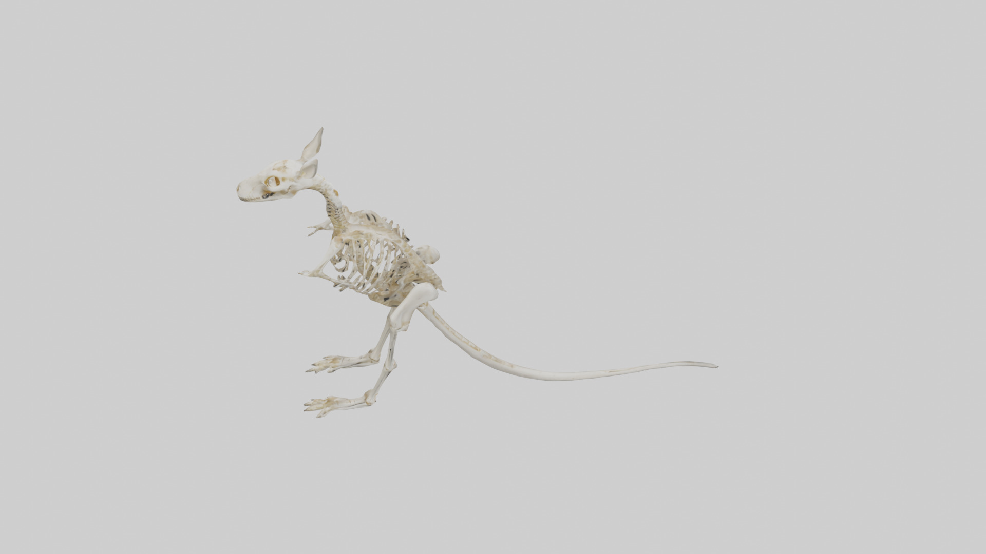Kangaroo Skeleton model Low-poly 3D model_18