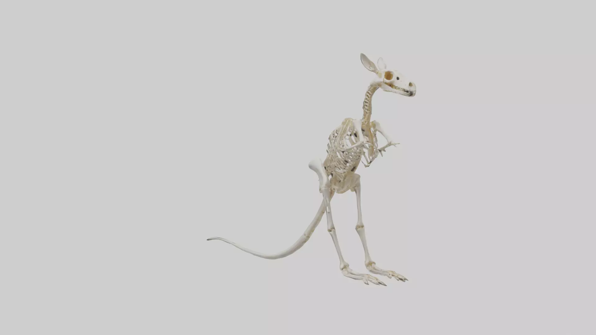 Kangaroo Skeleton model Low-poly 3D model_0