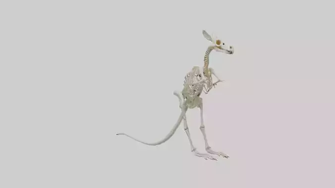 Kangaroo Skeleton model Low-poly 3D model