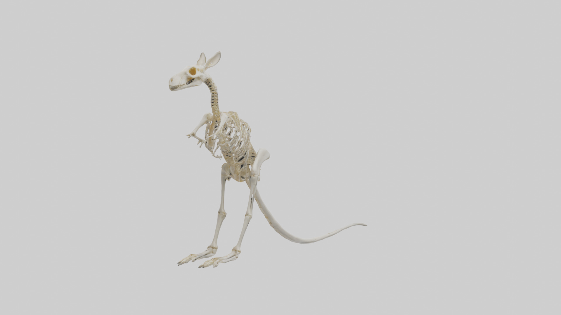 Kangaroo Skeleton model Low-poly 3D model_3