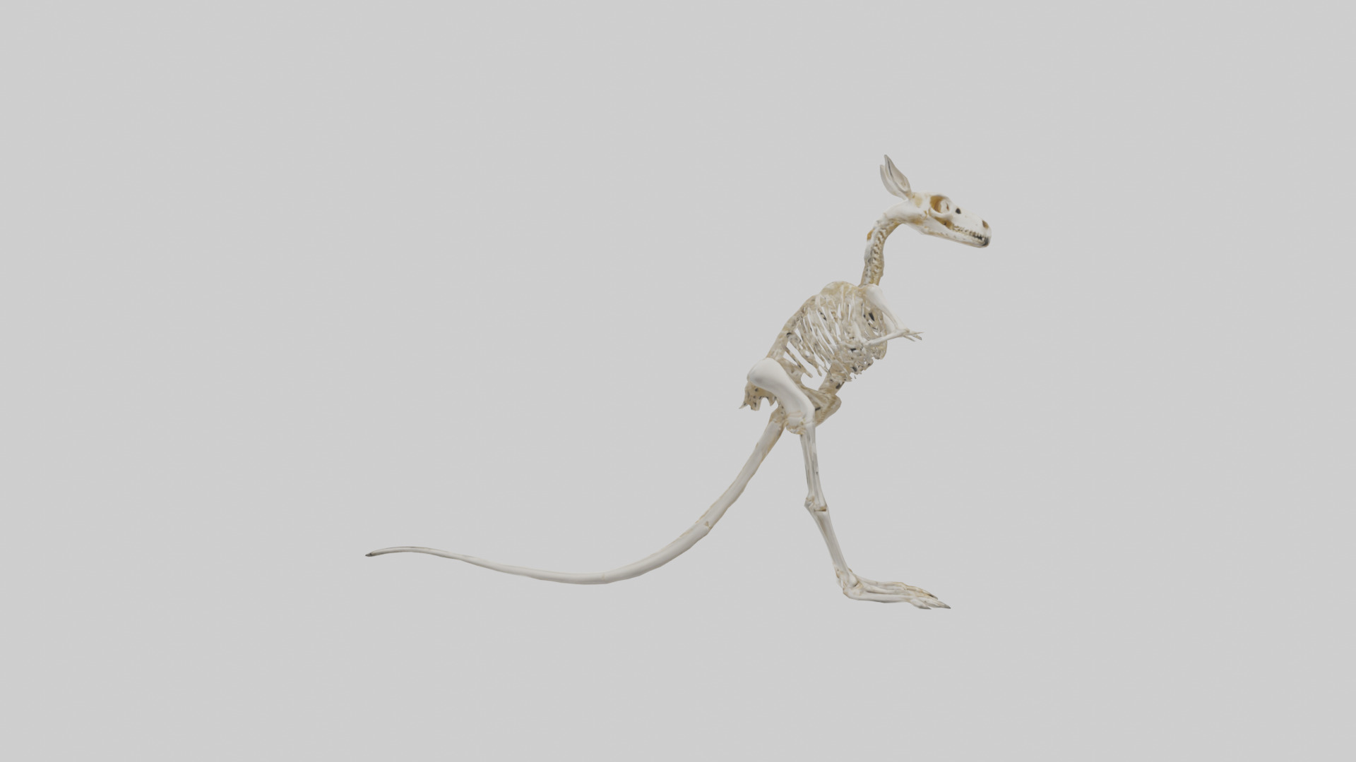 Kangaroo Skeleton model Low-poly 3D model_12