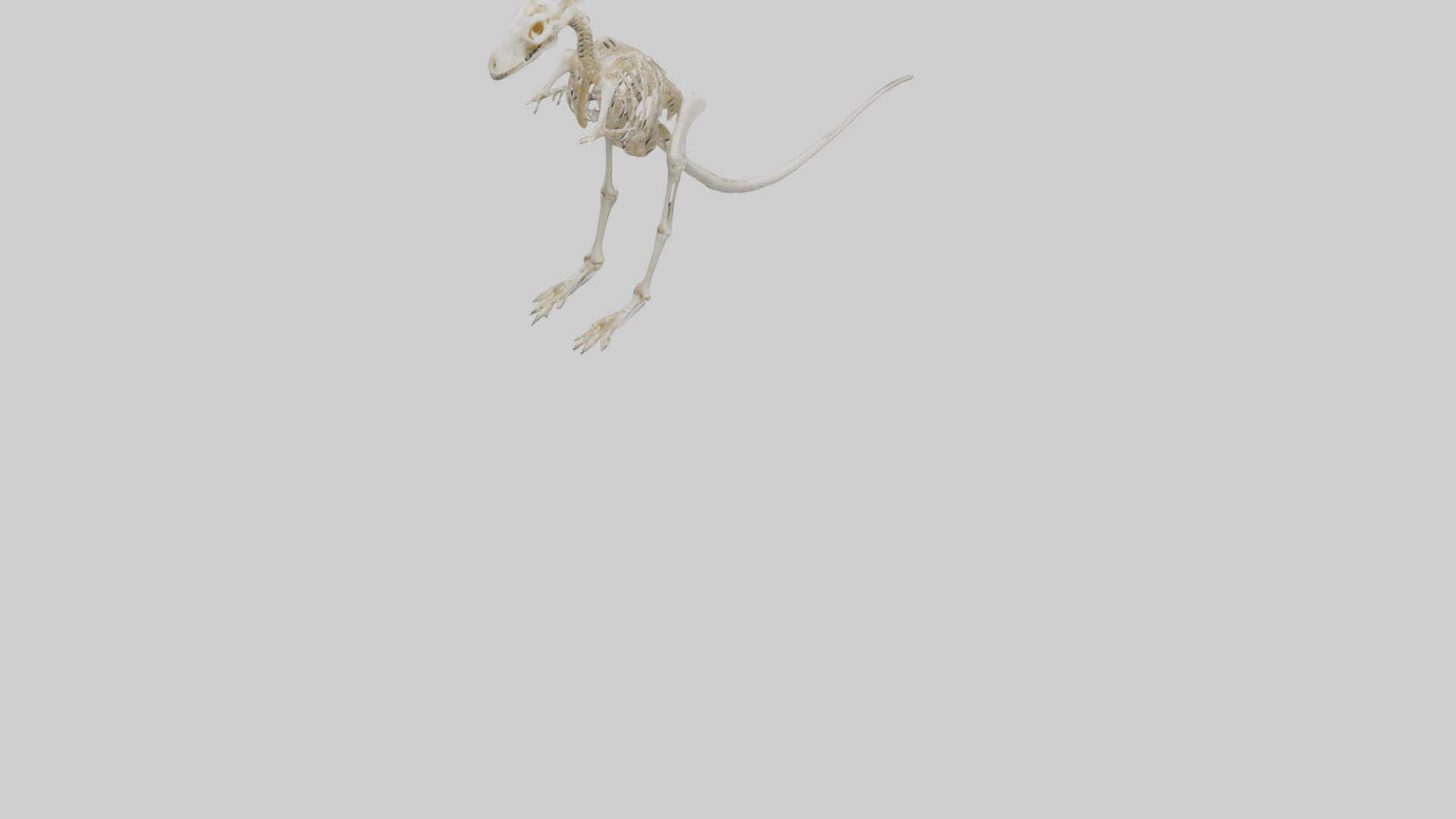 Kangaroo Skeleton model Low-poly 3D model_5