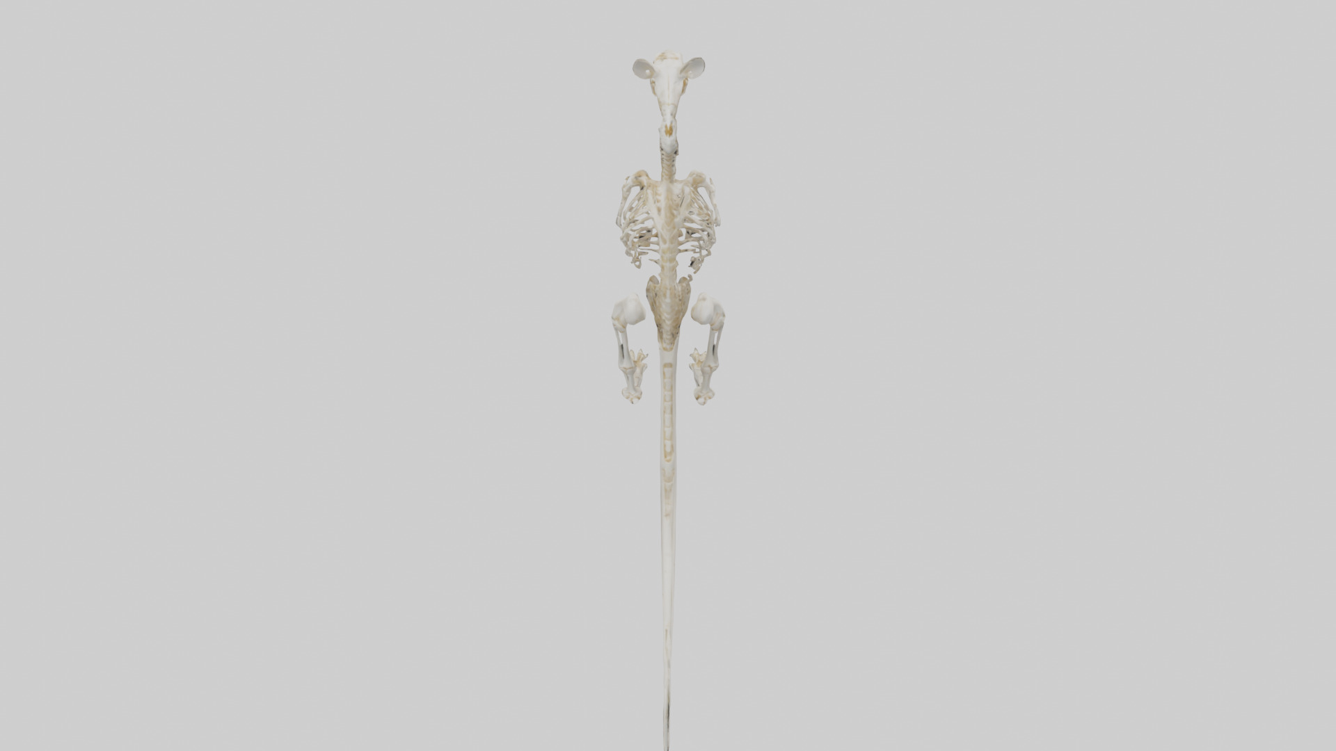 Kangaroo Skeleton model Low-poly 3D model_16