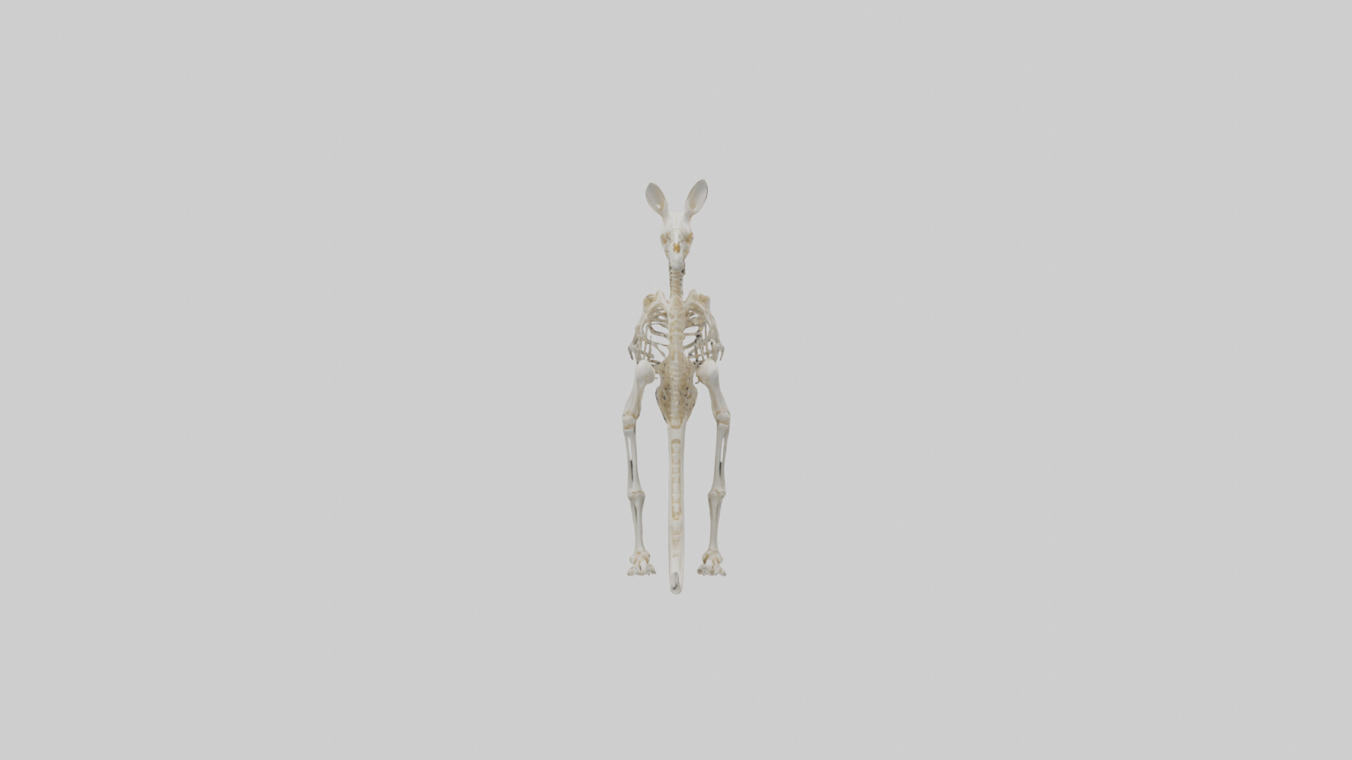 Kangaroo Skeleton model Low-poly 3D model_10
