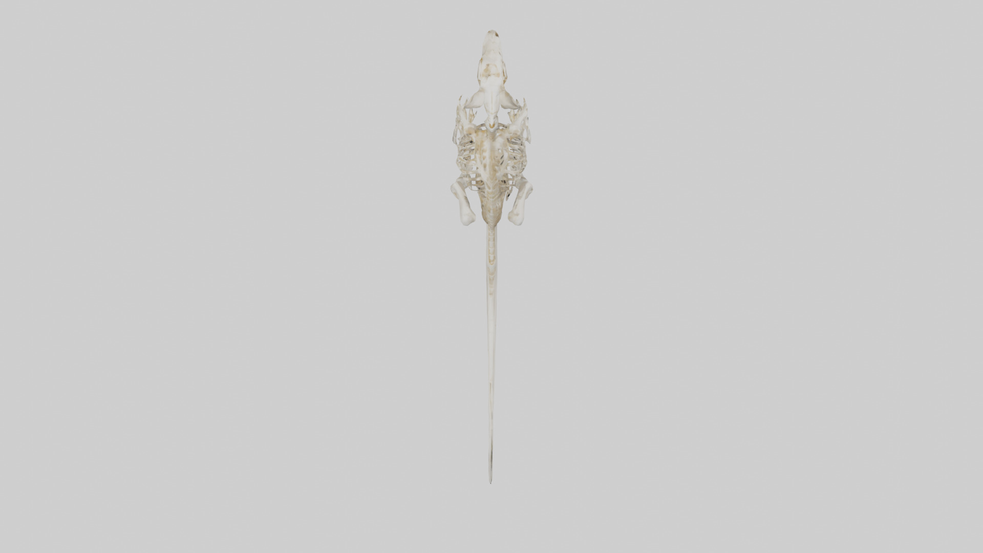 Kangaroo Skeleton model Low-poly 3D model_14