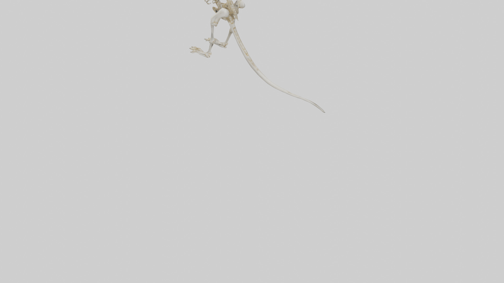 Kangaroo Skeleton model Low-poly 3D model_7