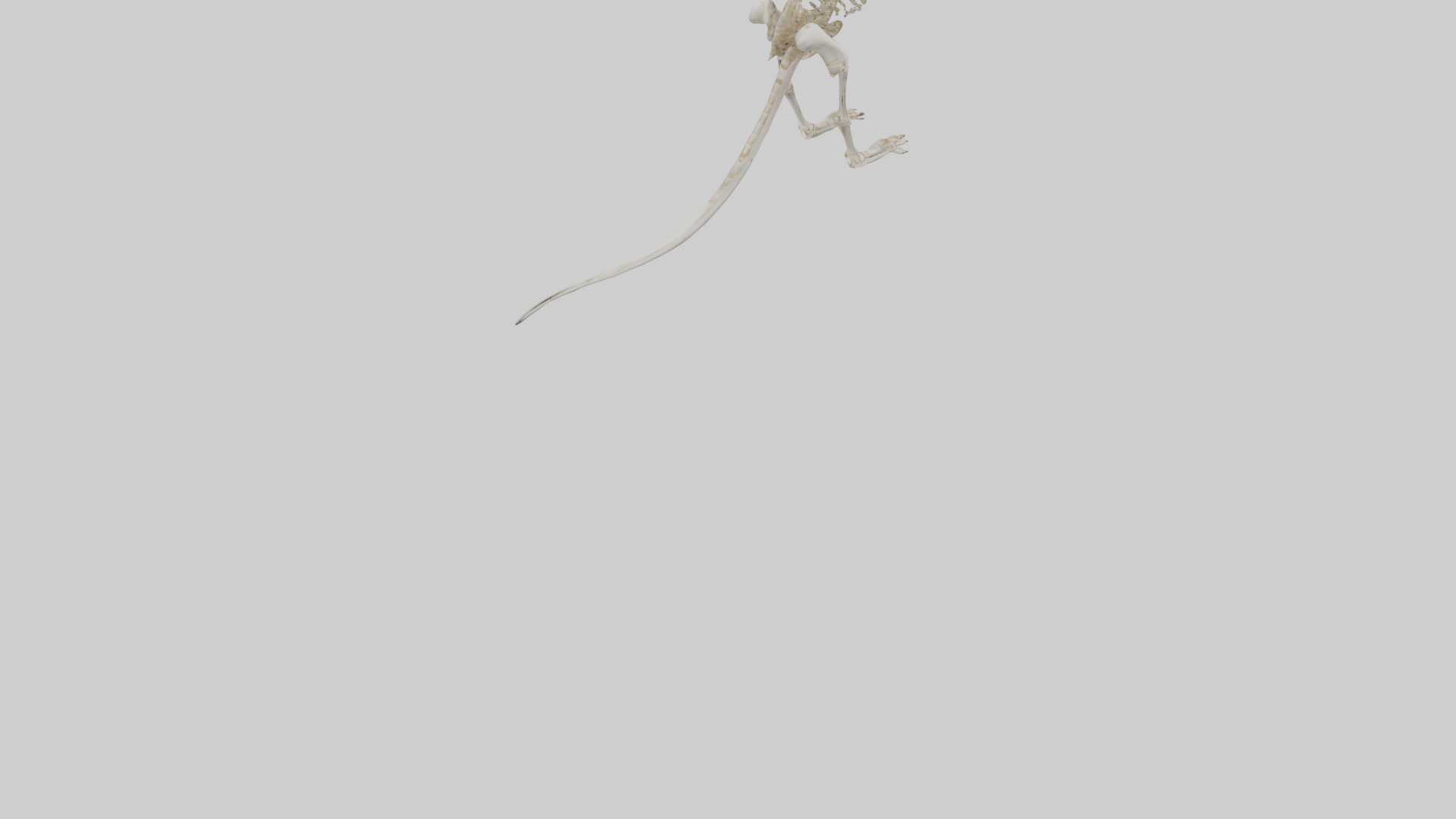 Kangaroo Skeleton model Low-poly 3D model_6