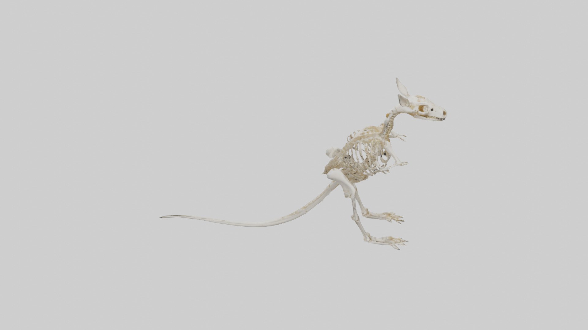 Kangaroo Skeleton model Low-poly 3D model_17