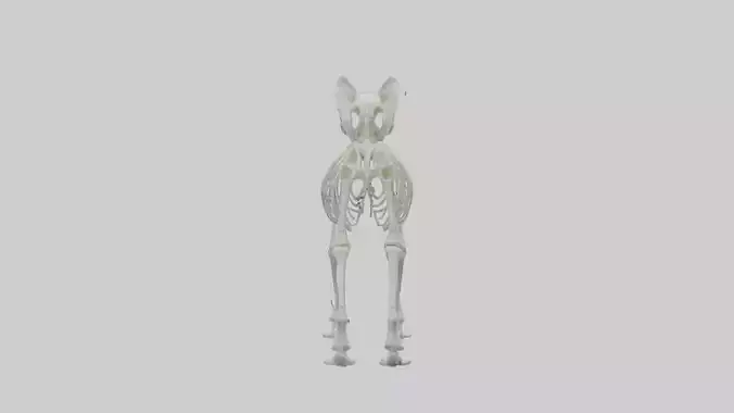 Koala Skeleton model Low-poly 3D model