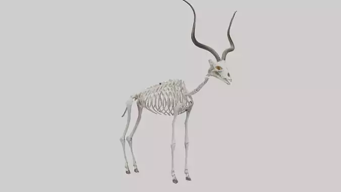 Kudu Skeleton Model