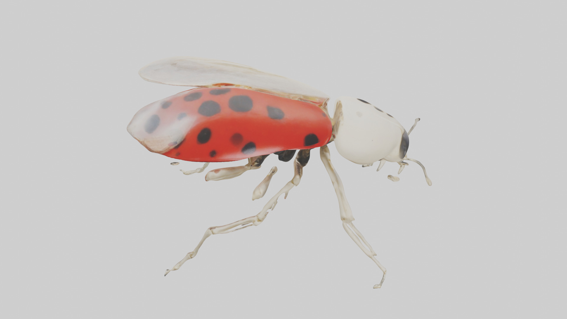 Ladybug Skeleton model 3D model_15