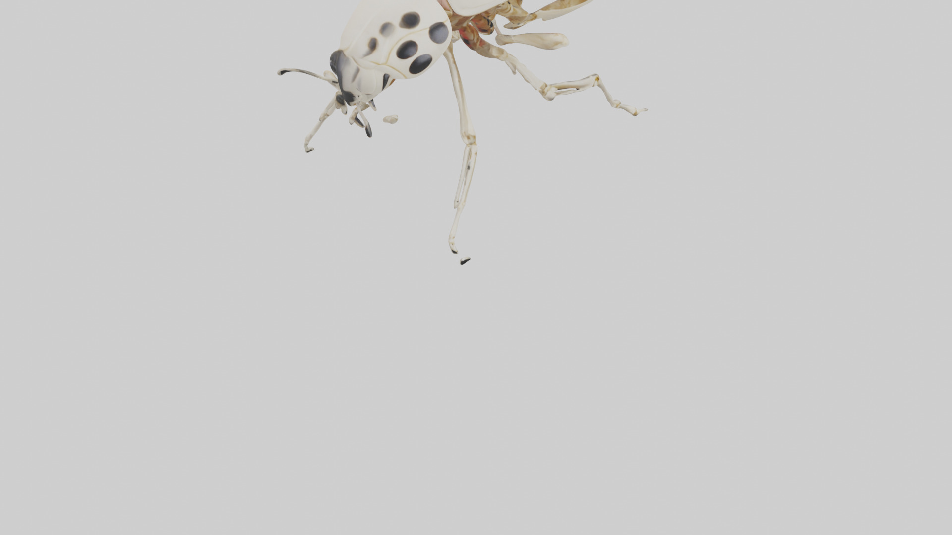 Ladybug Skeleton model 3D model_6