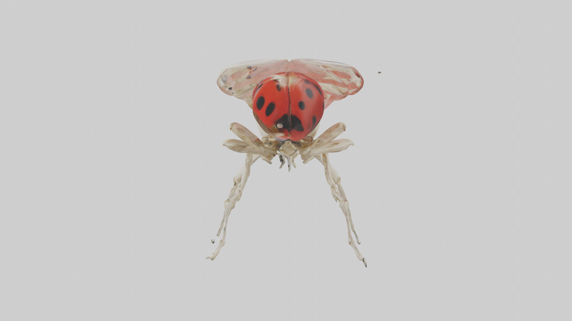 Ladybug Skeleton model 3D model_12