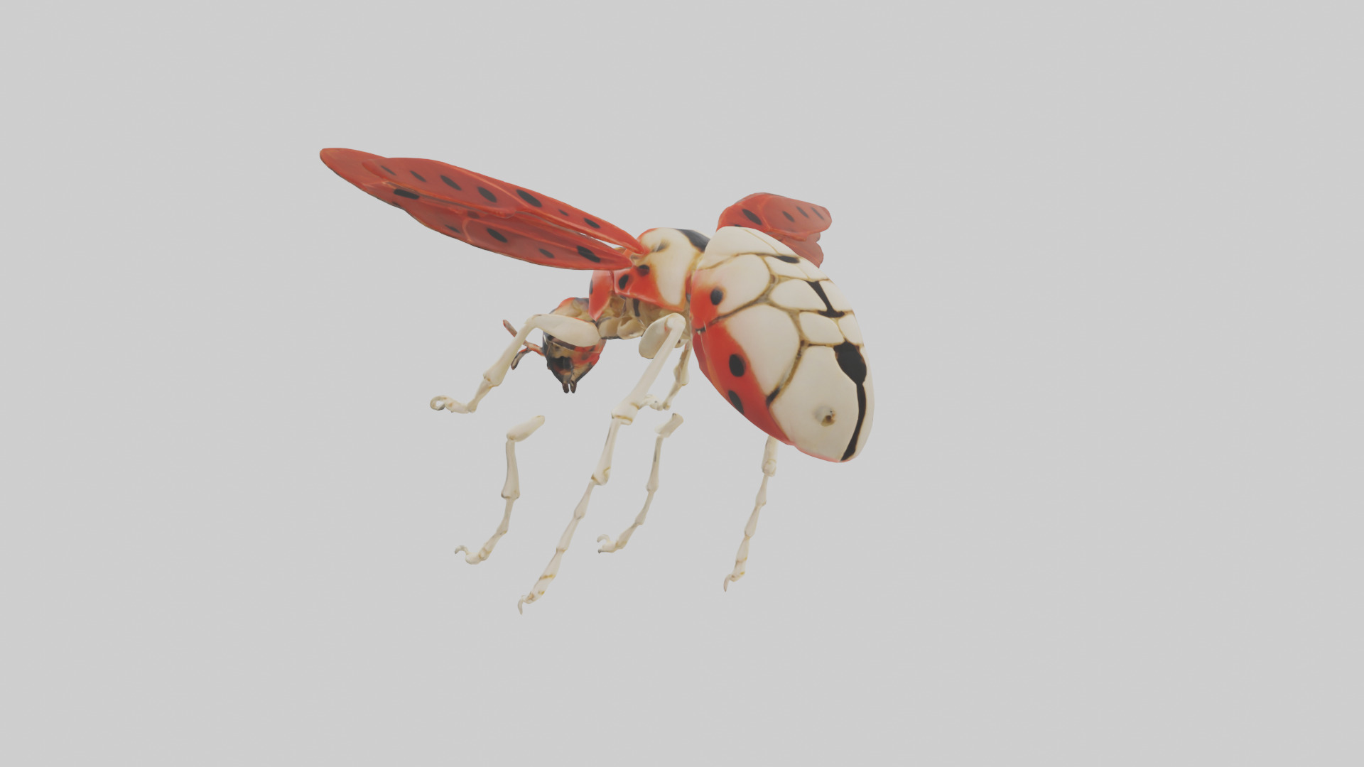 Ladybug Skeleton model 3D model_30