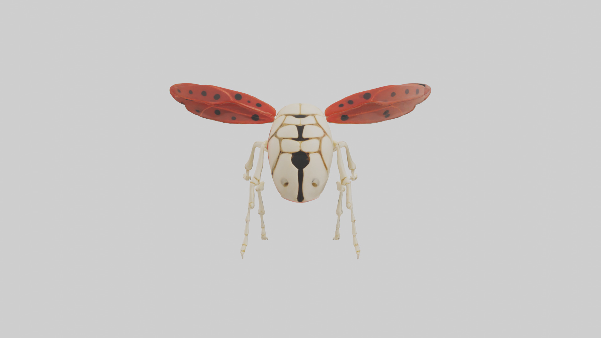 Ladybug Skeleton model 3D model_28