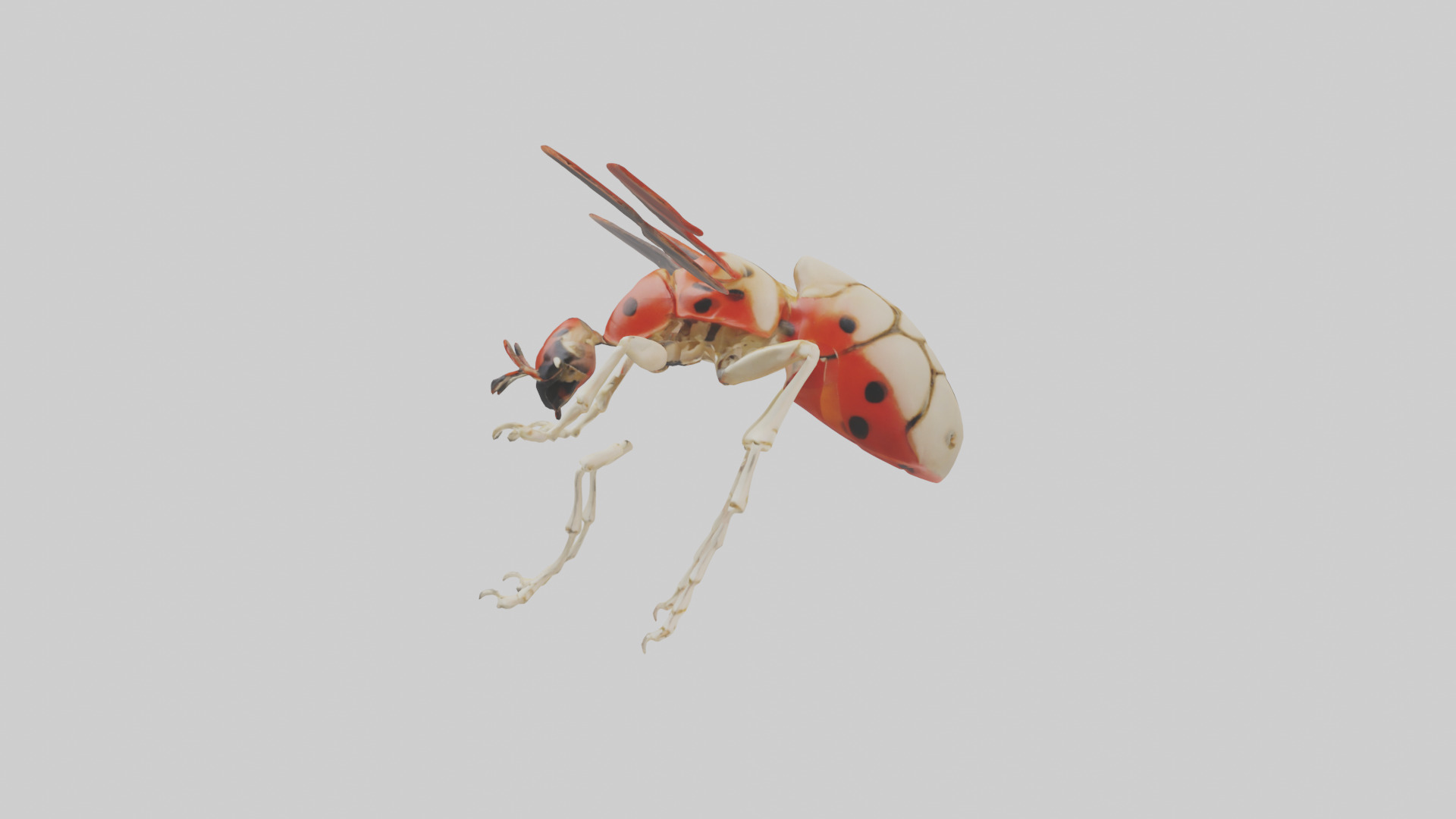Ladybug Skeleton model 3D model_32