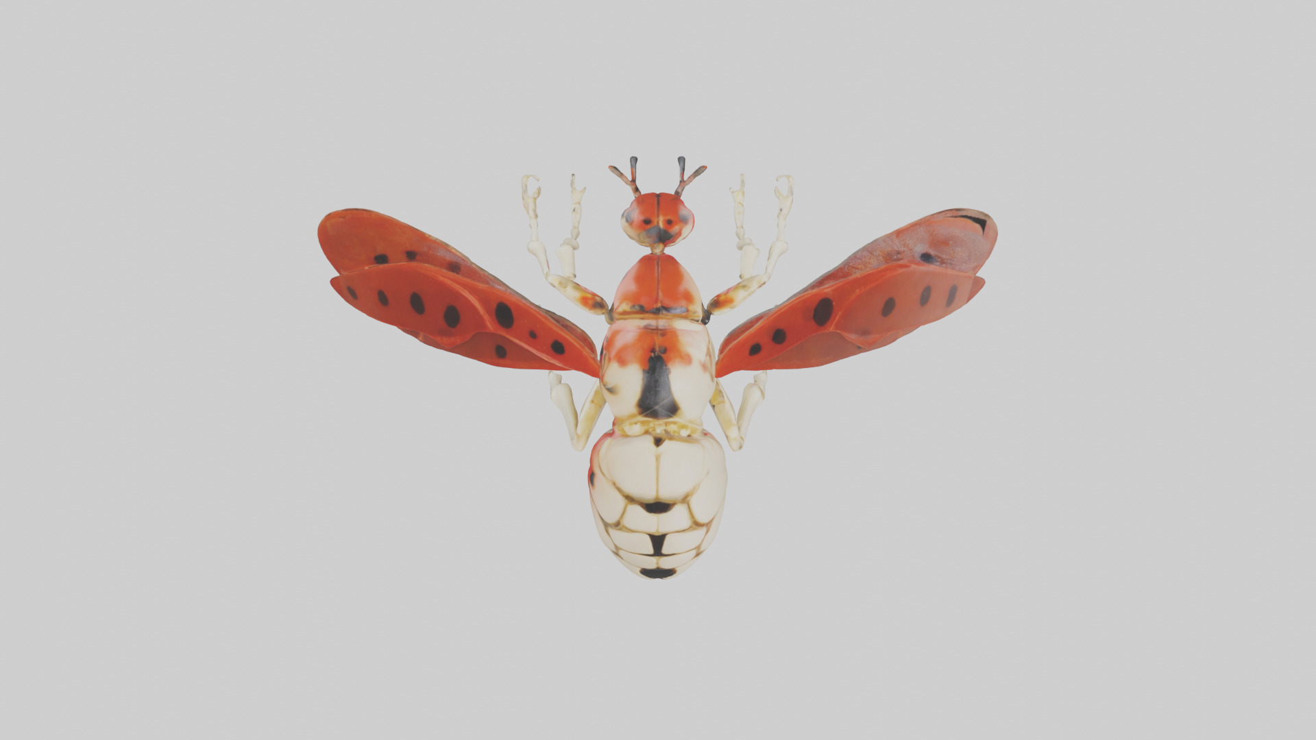 Ladybug Skeleton model 3D model_33