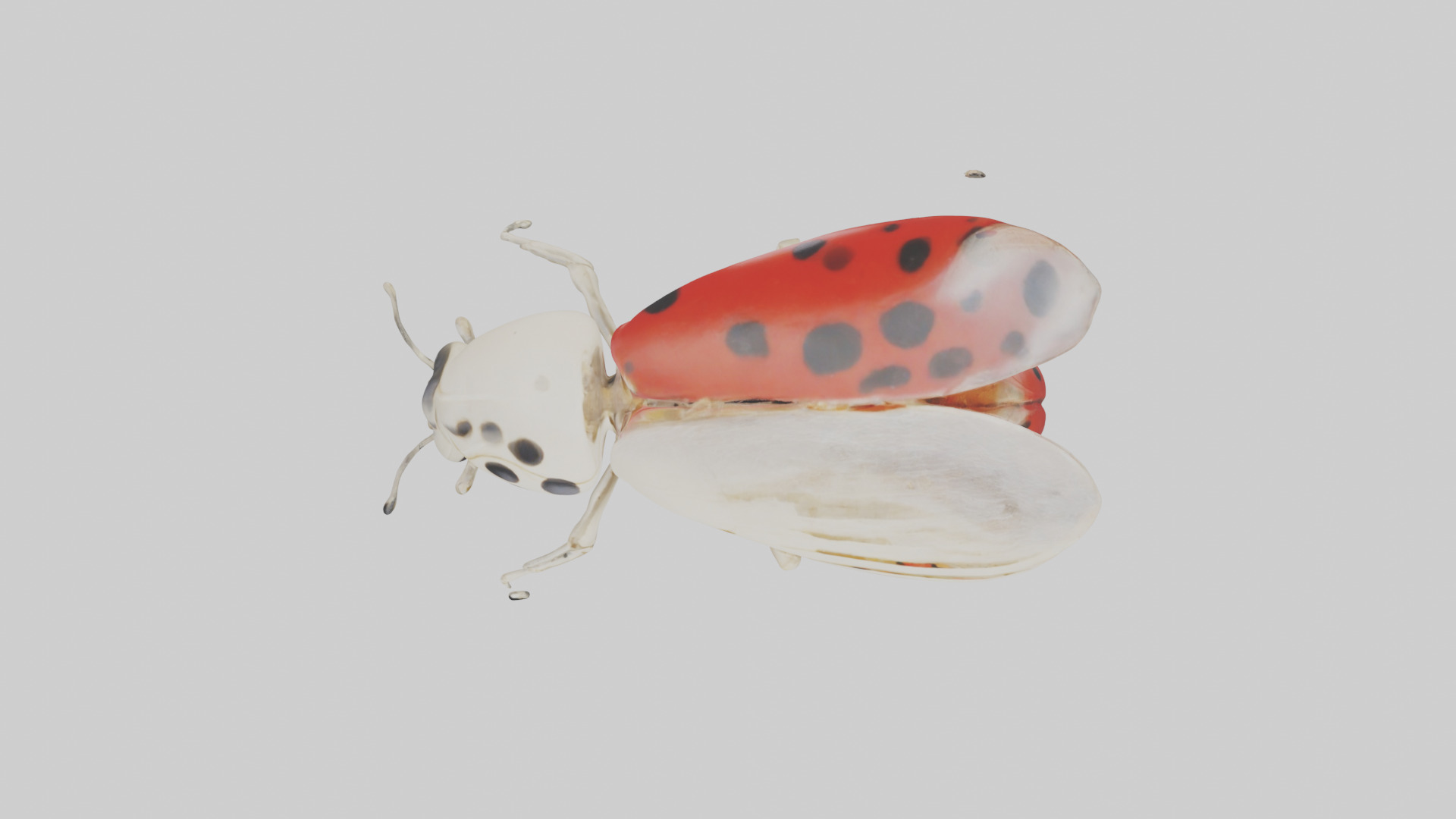 Ladybug Skeleton model 3D model_14