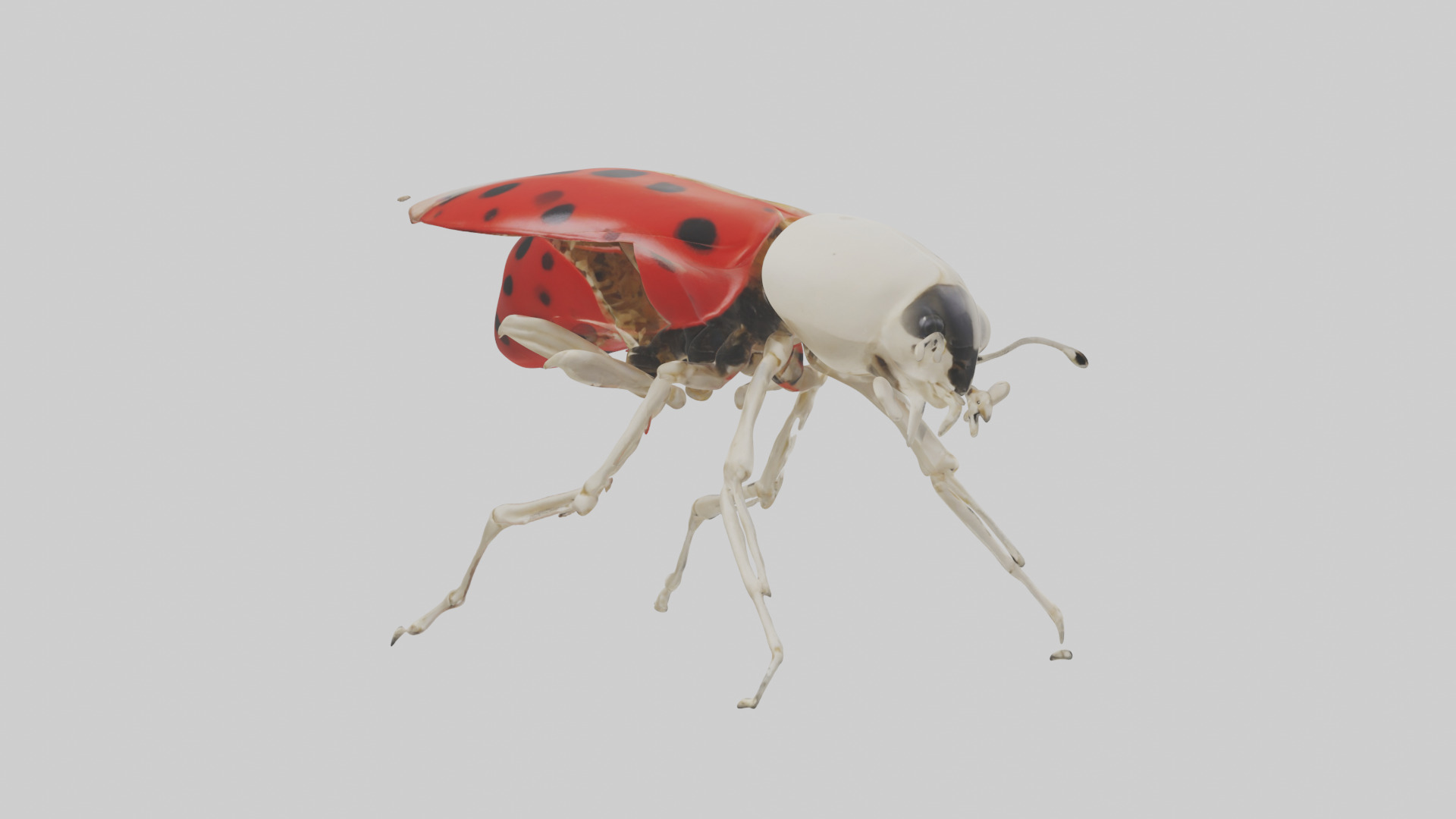 Ladybug Skeleton model 3D model_2
