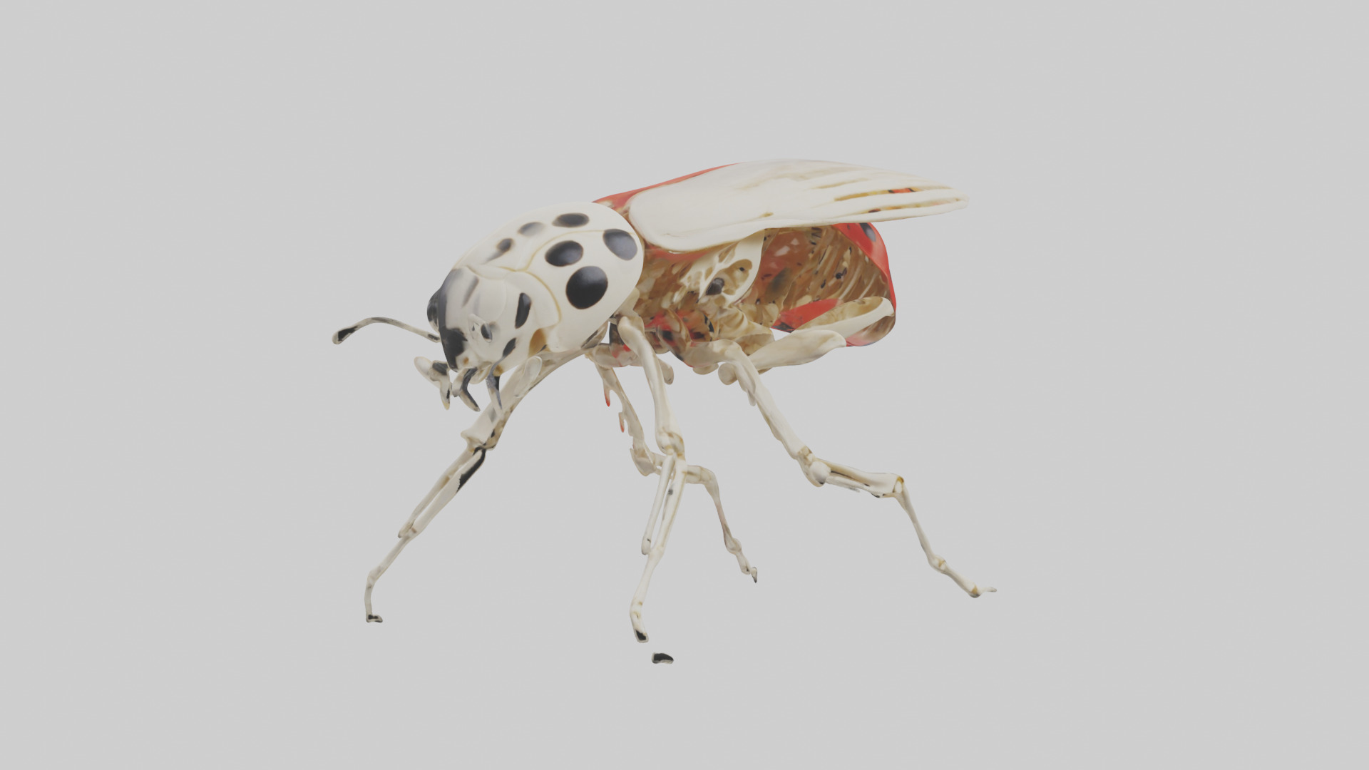 Ladybug Skeleton model 3D model_7