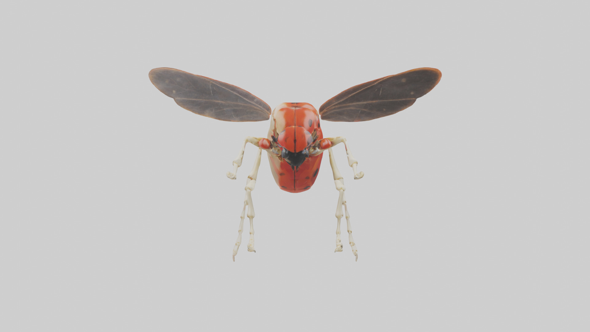 Ladybug Skeleton model 3D model_19