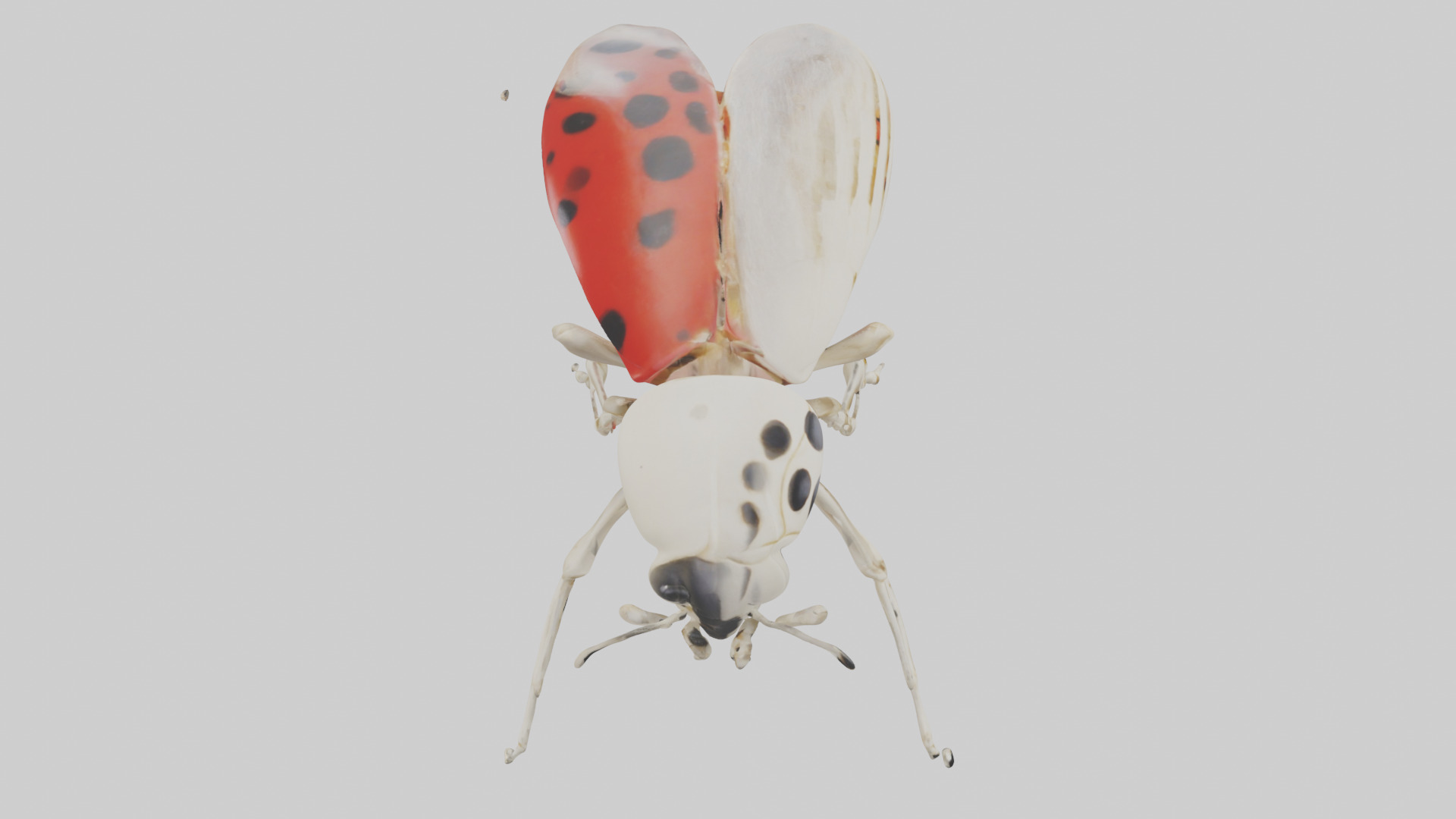 Ladybug Skeleton model 3D model_18