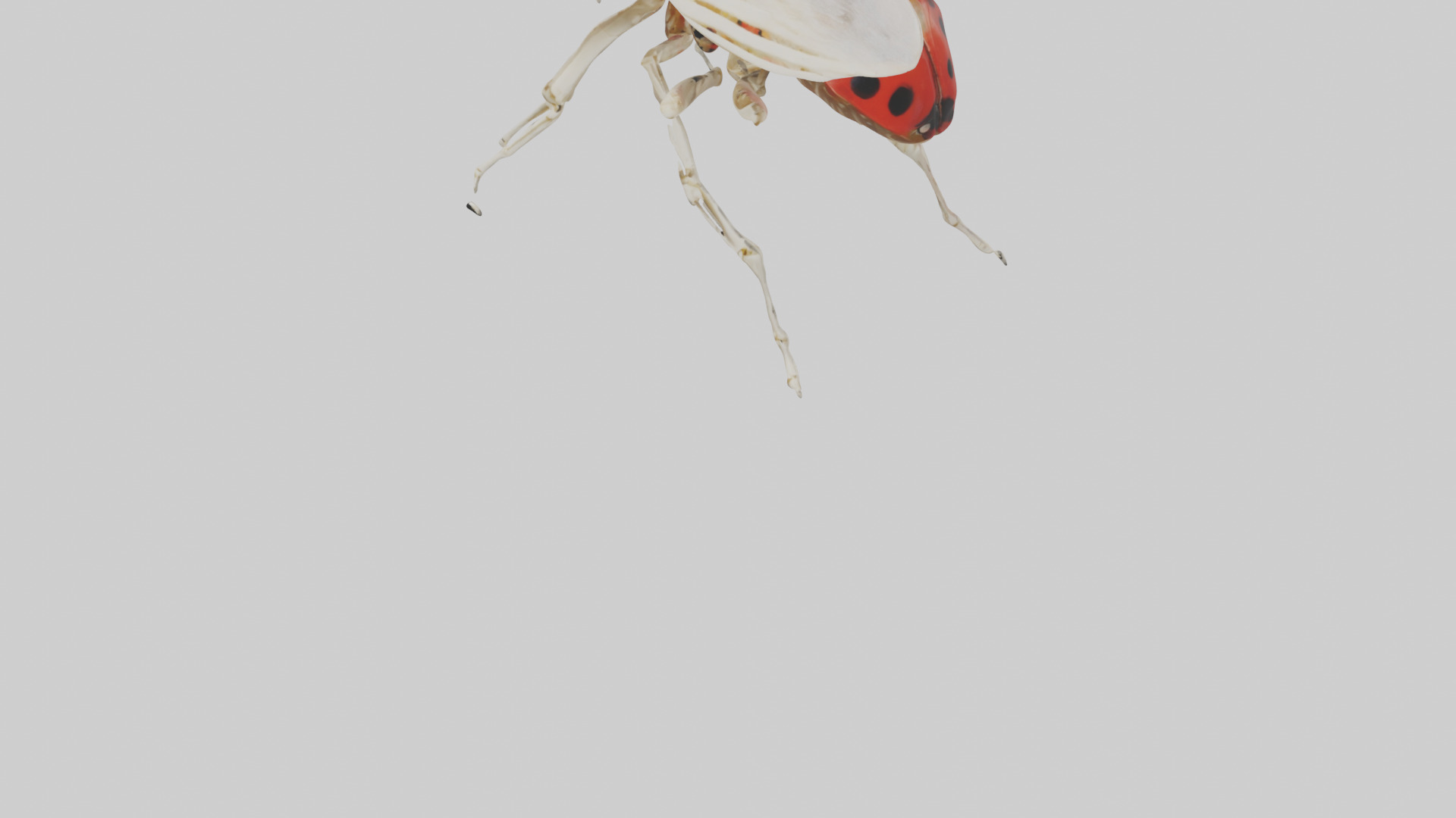 Ladybug Skeleton model 3D model_5