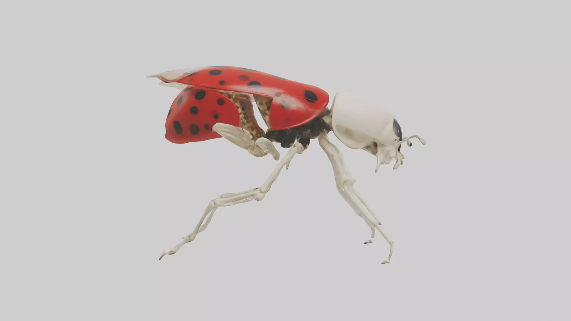 Ladybug Skeleton model 3D model_0