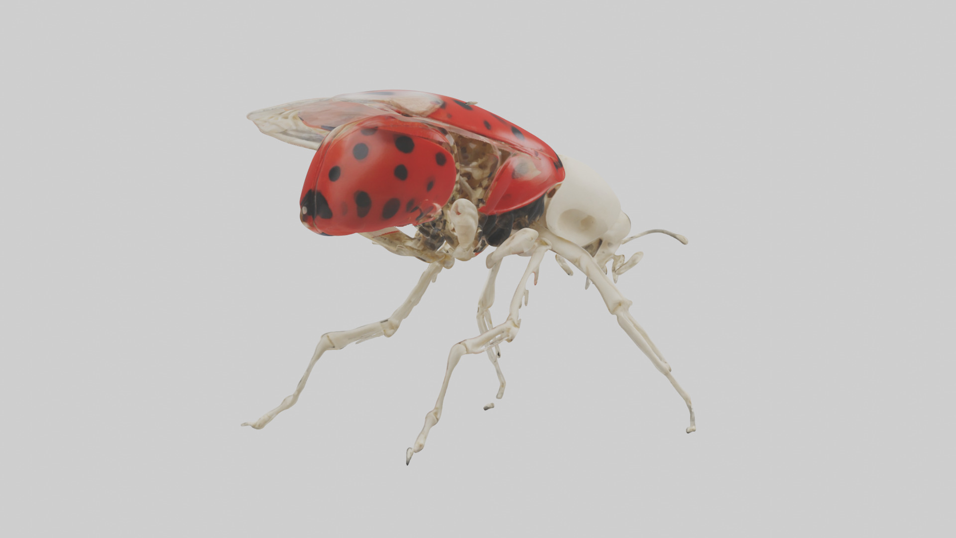 Ladybug Skeleton model 3D model_1