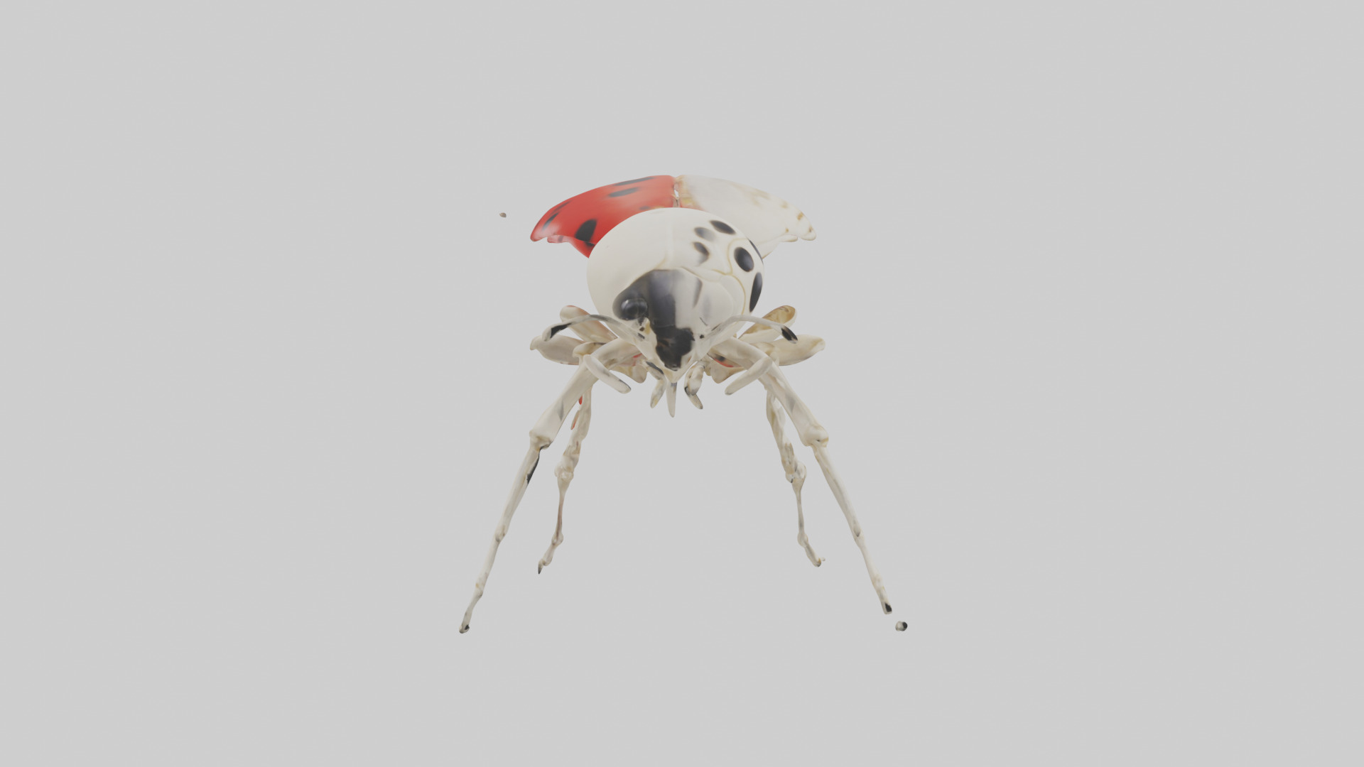 Ladybug Skeleton model 3D model_13