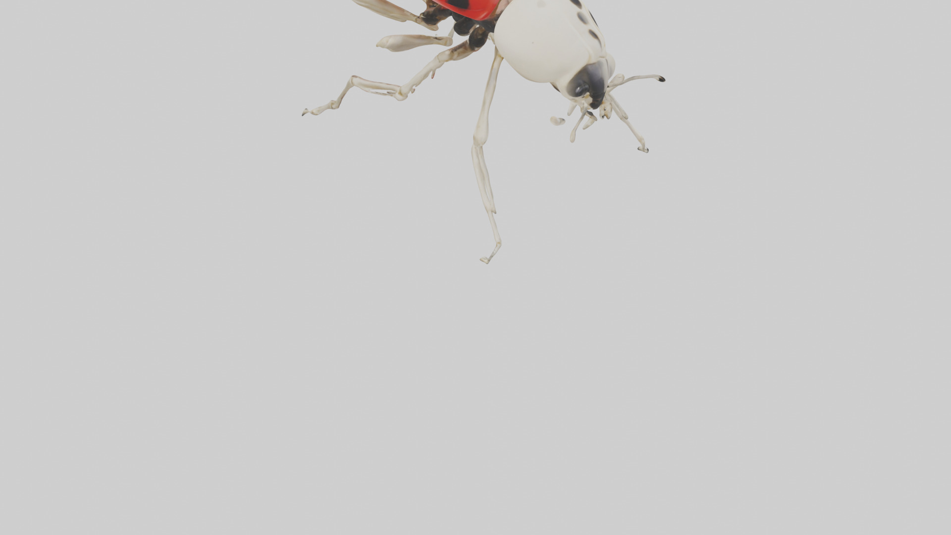 Ladybug Skeleton model 3D model_4