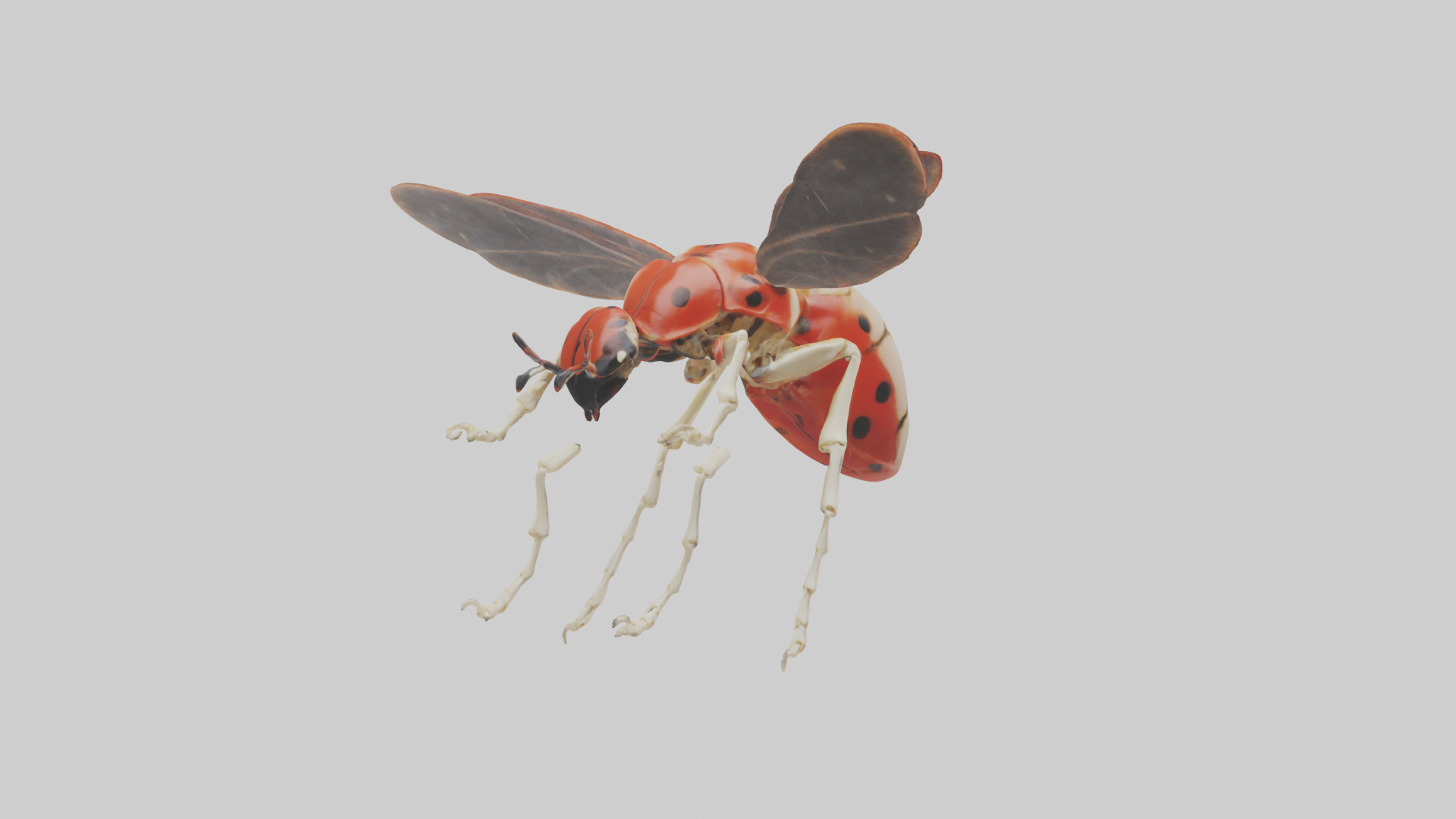 Ladybug Skeleton model 3D model_21