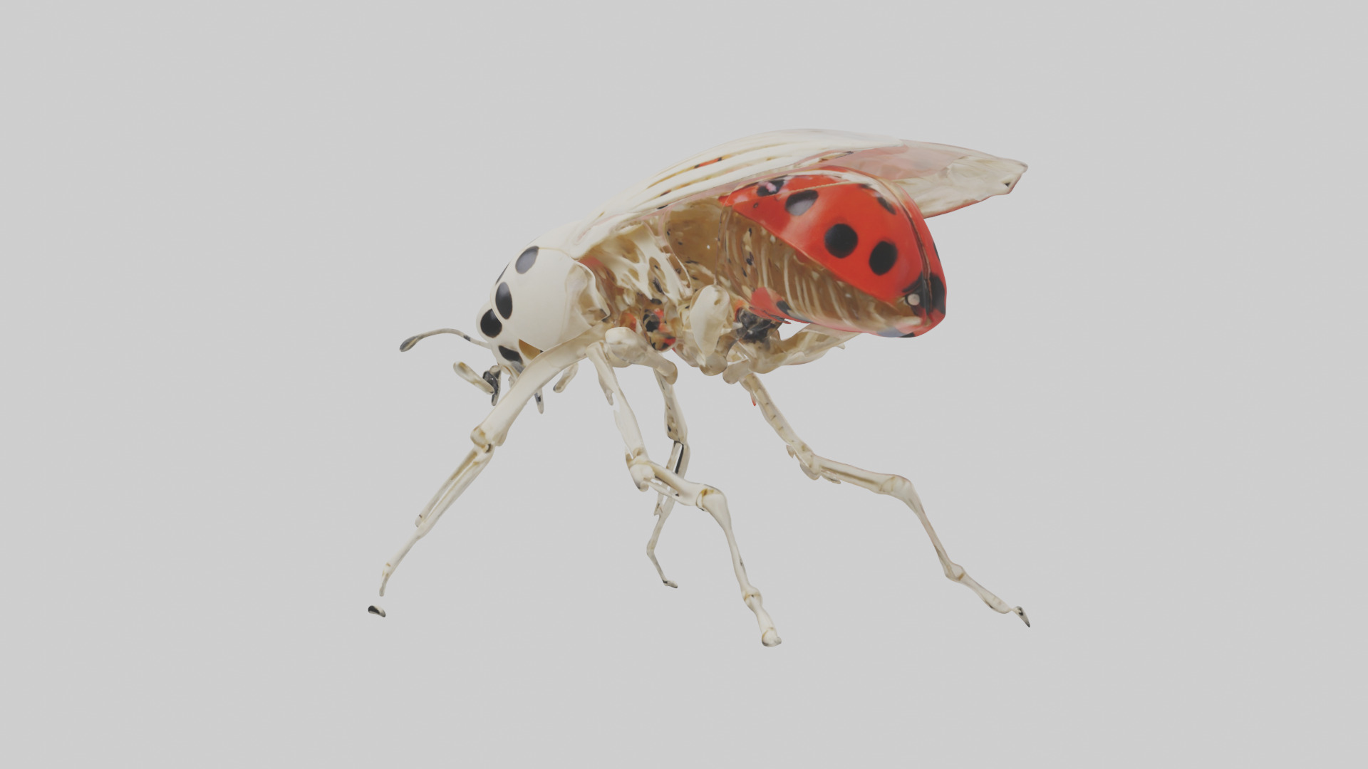 Ladybug Skeleton model 3D model_8