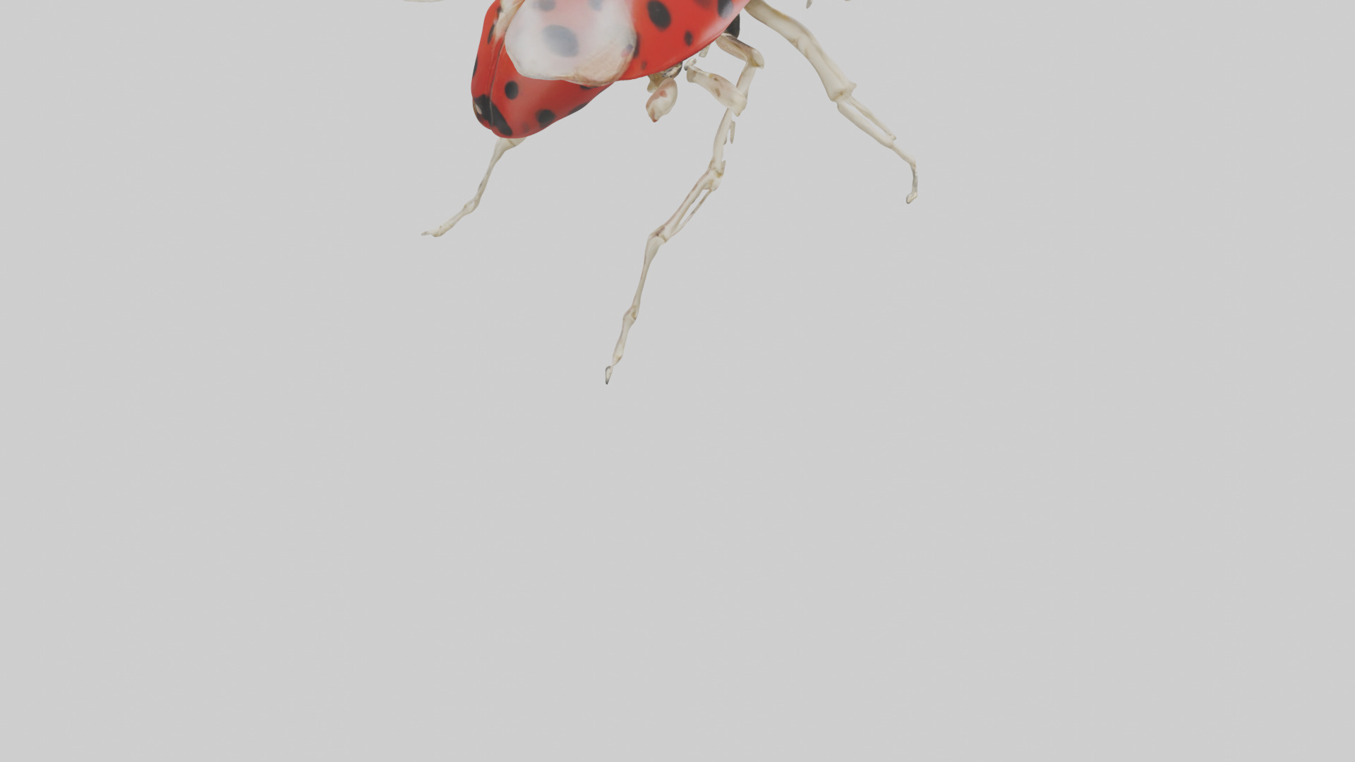 Ladybug Skeleton model 3D model_3