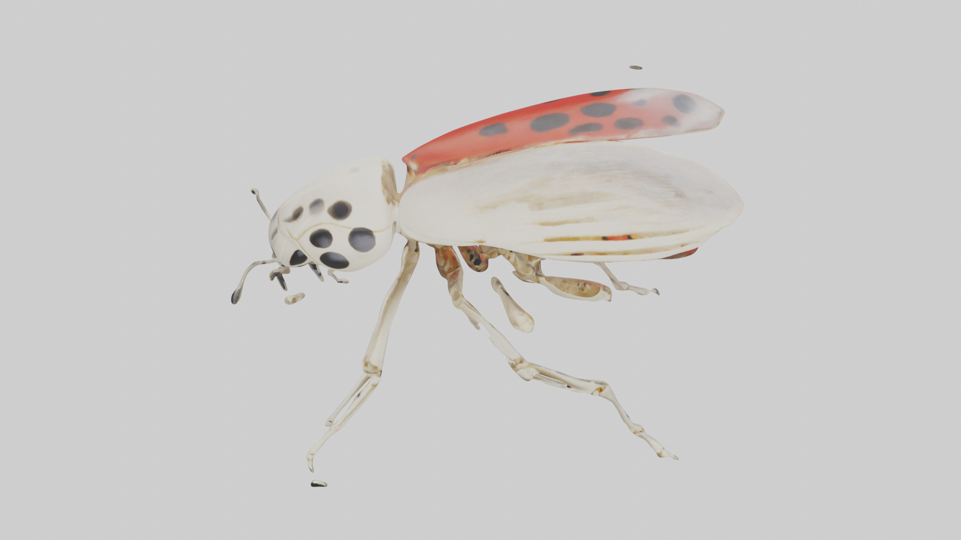 Ladybug Skeleton model 3D model_16