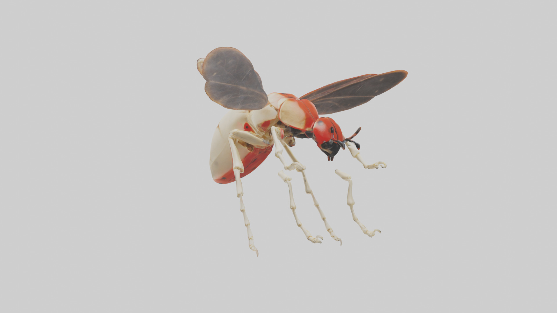Ladybug Skeleton model 3D model_20