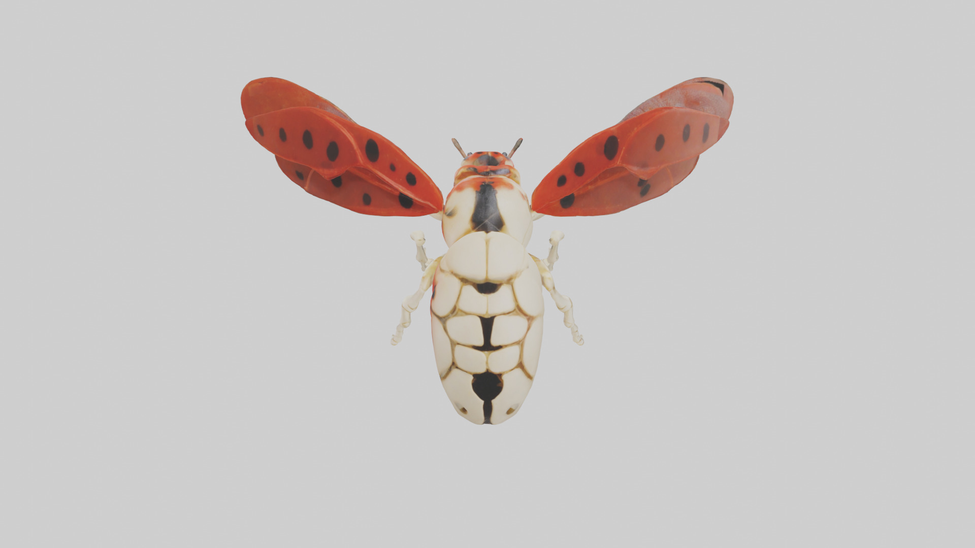 Ladybug Skeleton model 3D model_35
