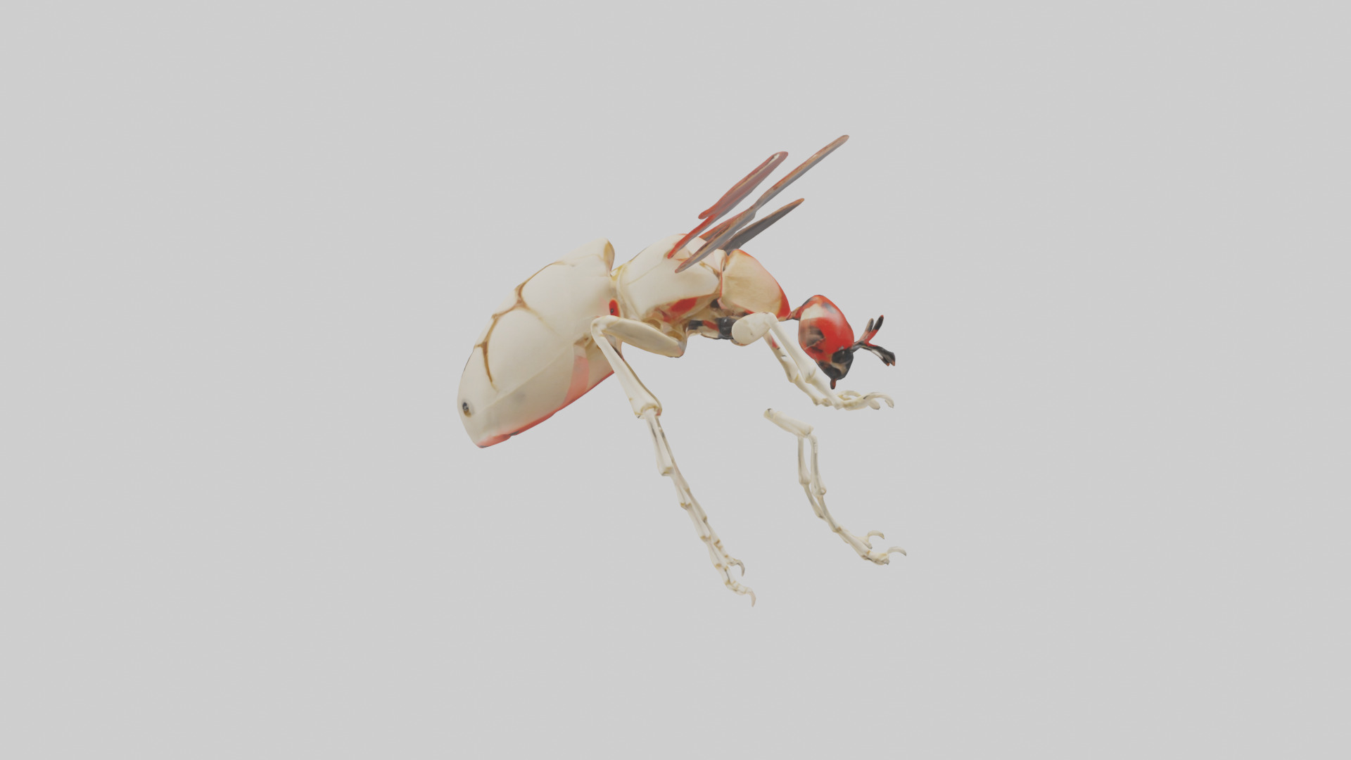 Ladybug Skeleton model 3D model_31