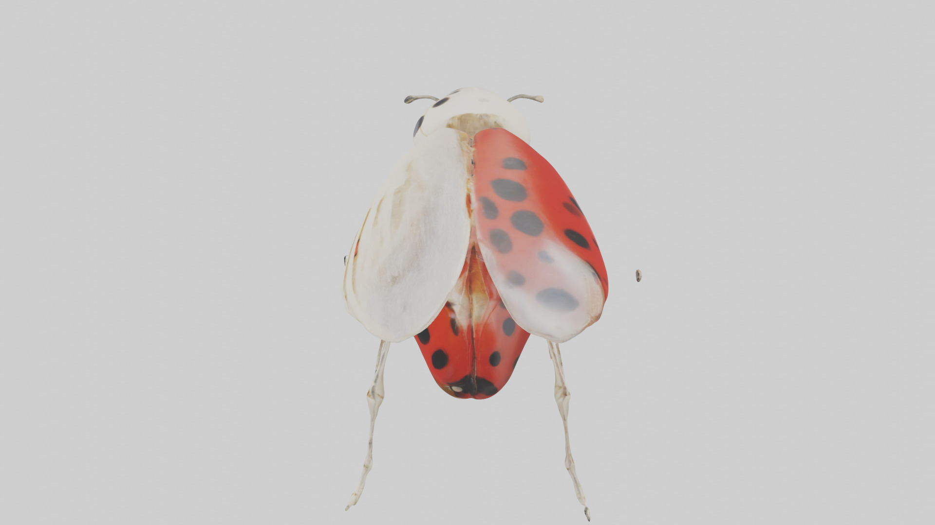 Ladybug Skeleton model 3D model_17