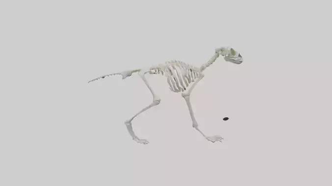 Lemur Skeleton model