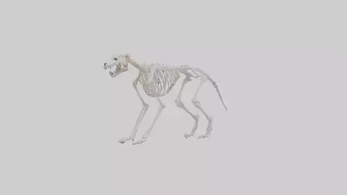 Leopard Skeleton model