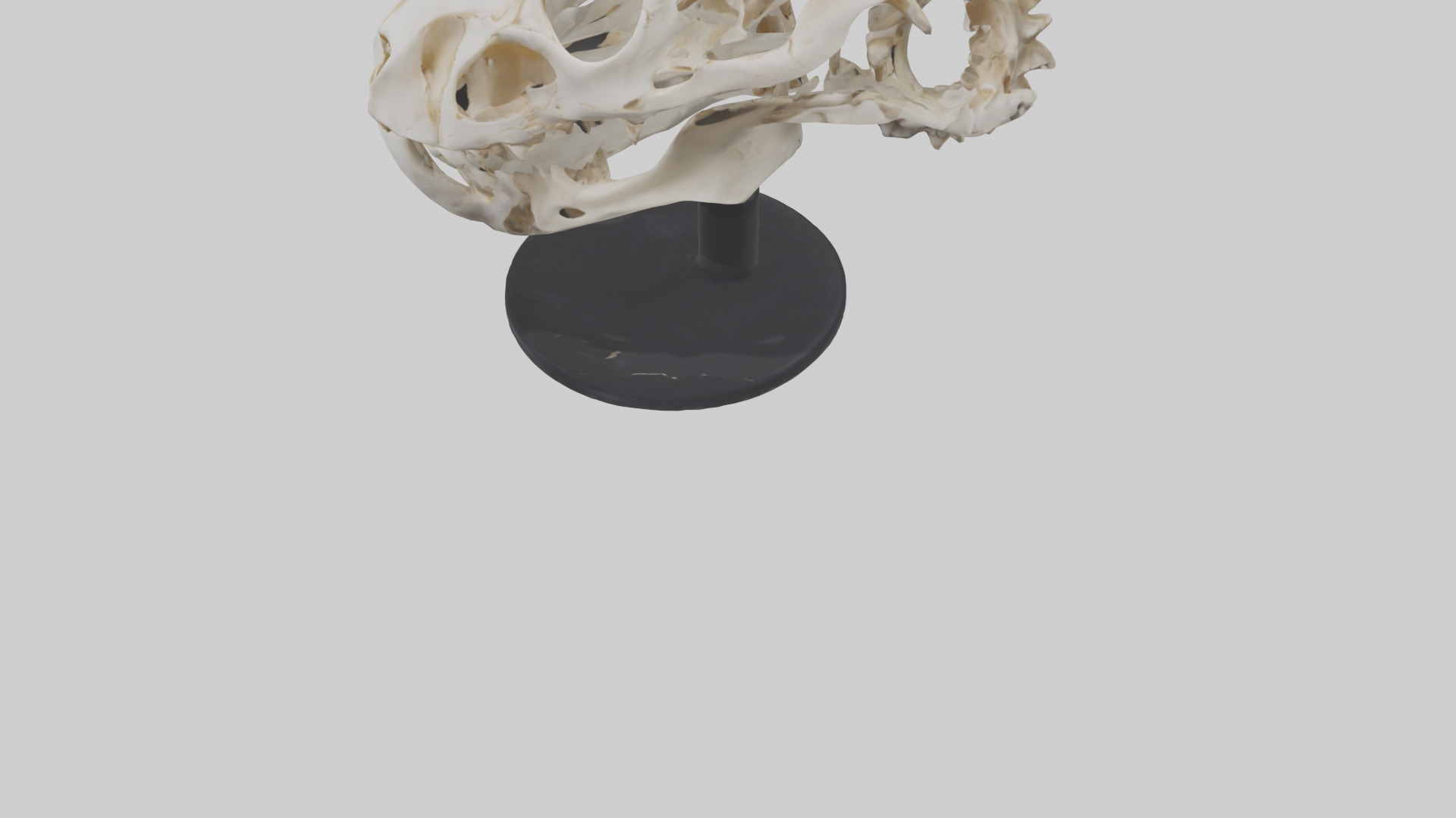 Leopard Skull Skeleton model Low-poly 3D model_5