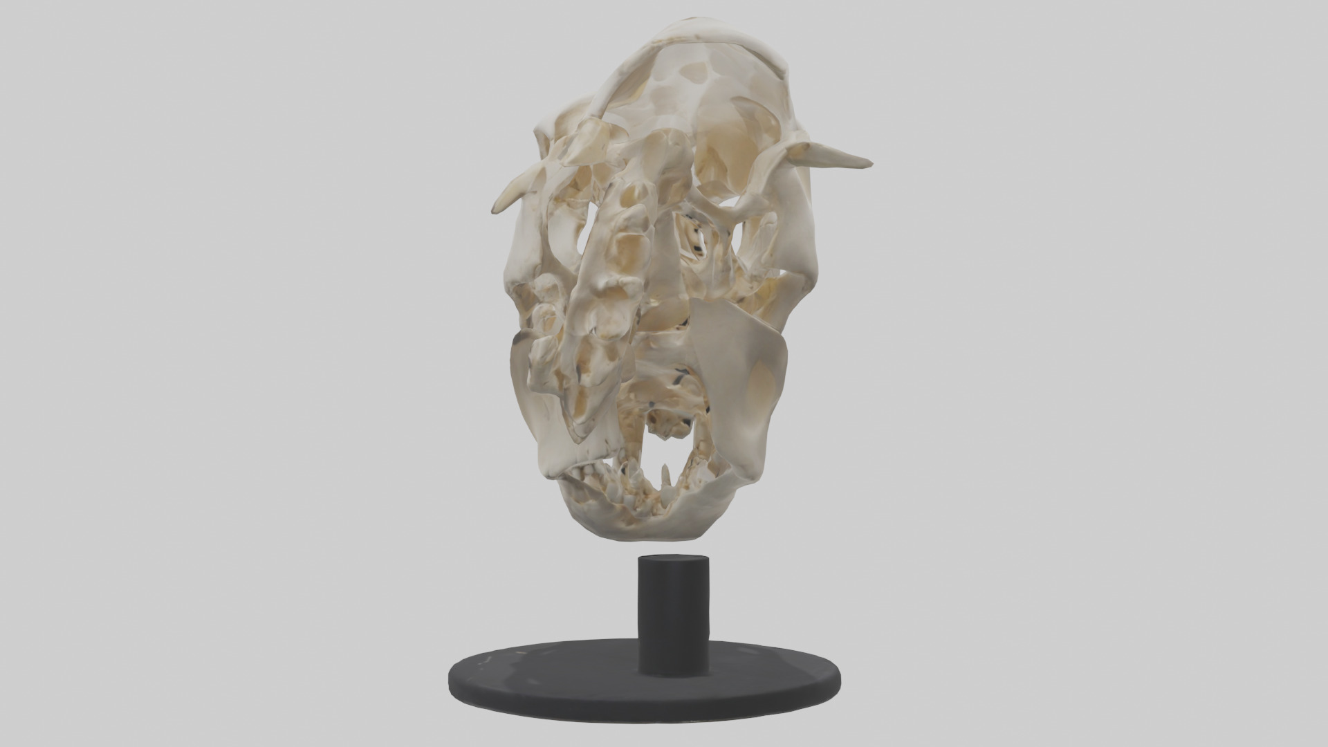 Leopard Skull Skeleton model Low-poly 3D model_1
