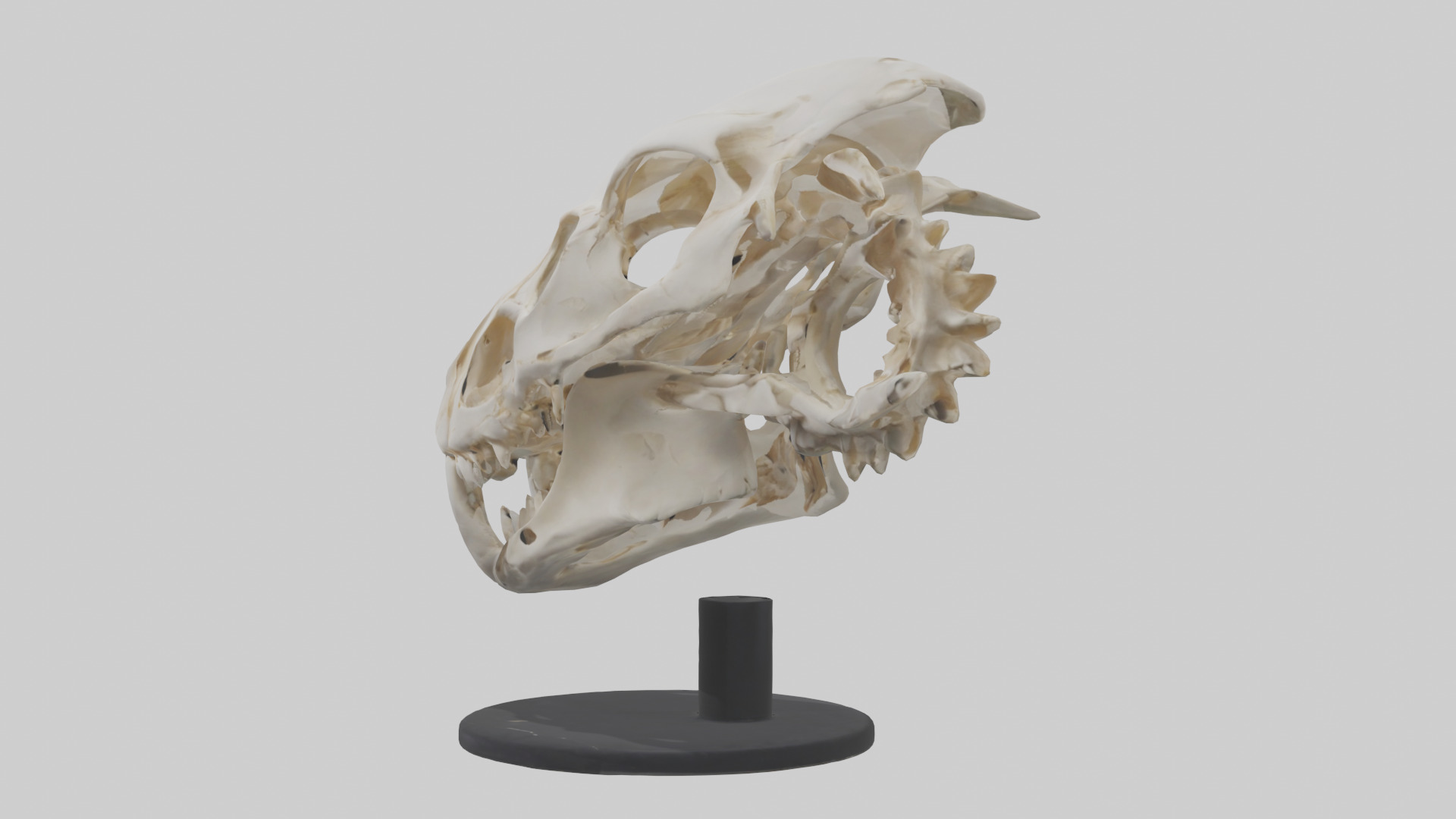 Leopard Skull Skeleton model Low-poly 3D model_12