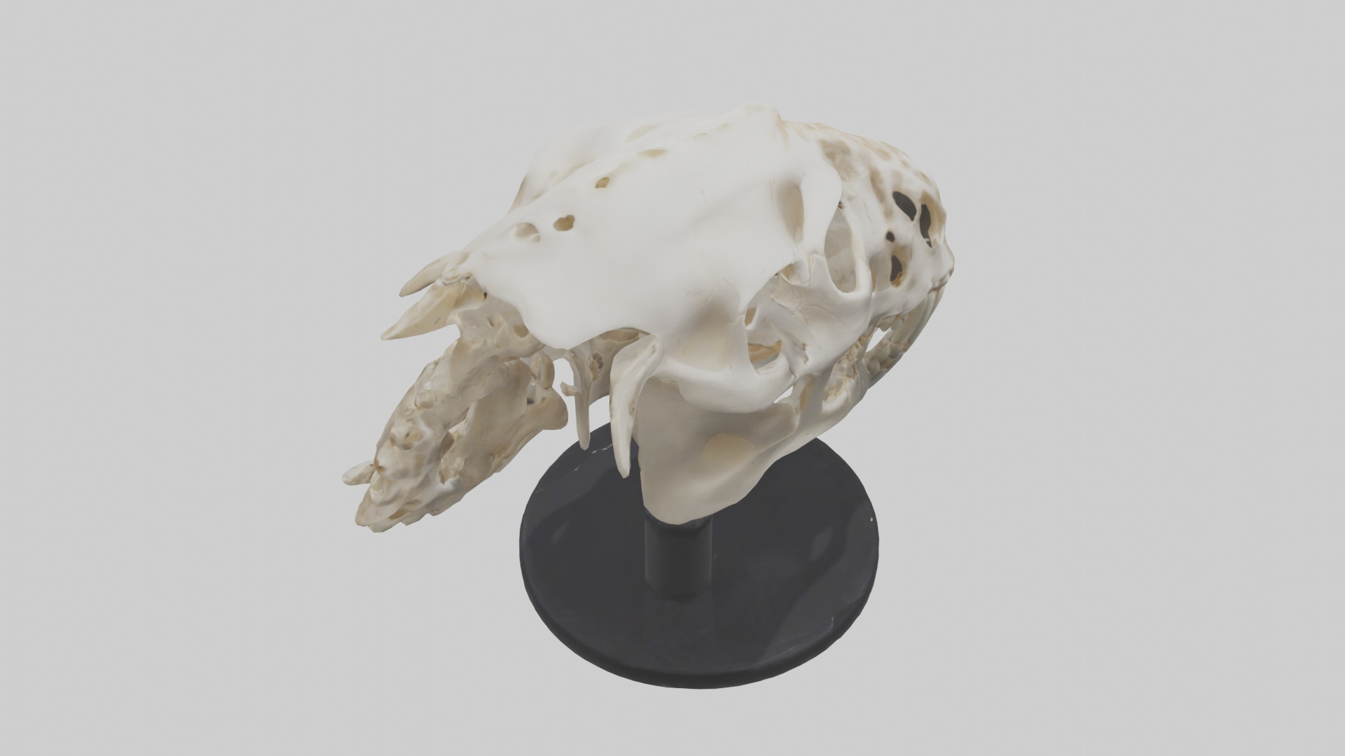 Leopard Skull Skeleton model Low-poly 3D model_15